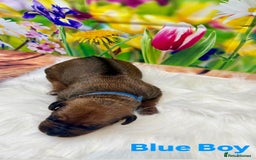 Rhodesian Ridgeback dogs for sale: Outstanding Rhodesian Ridgeback Puppies 🦁 - Image 4