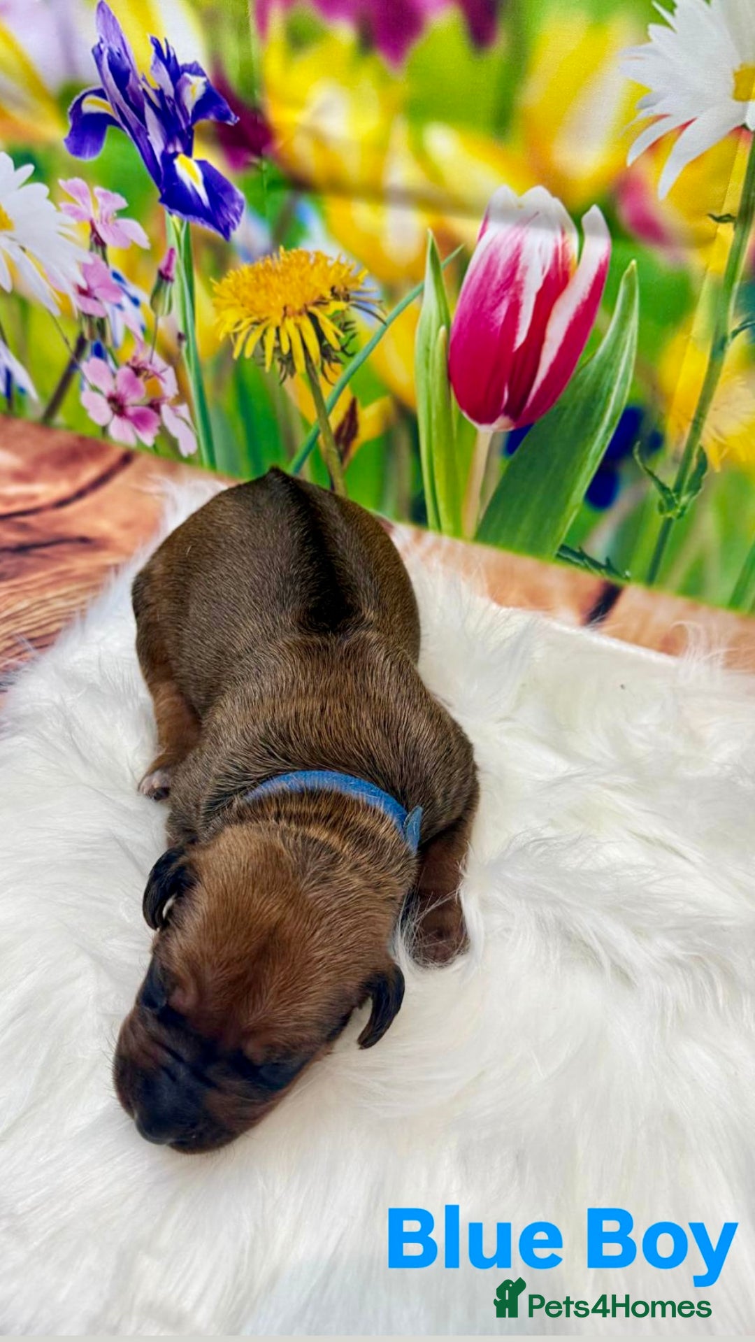 Rhodesian Ridgeback dogs for sale: Outstanding Rhodesian Ridgeback Puppies 🦁 - Image 4