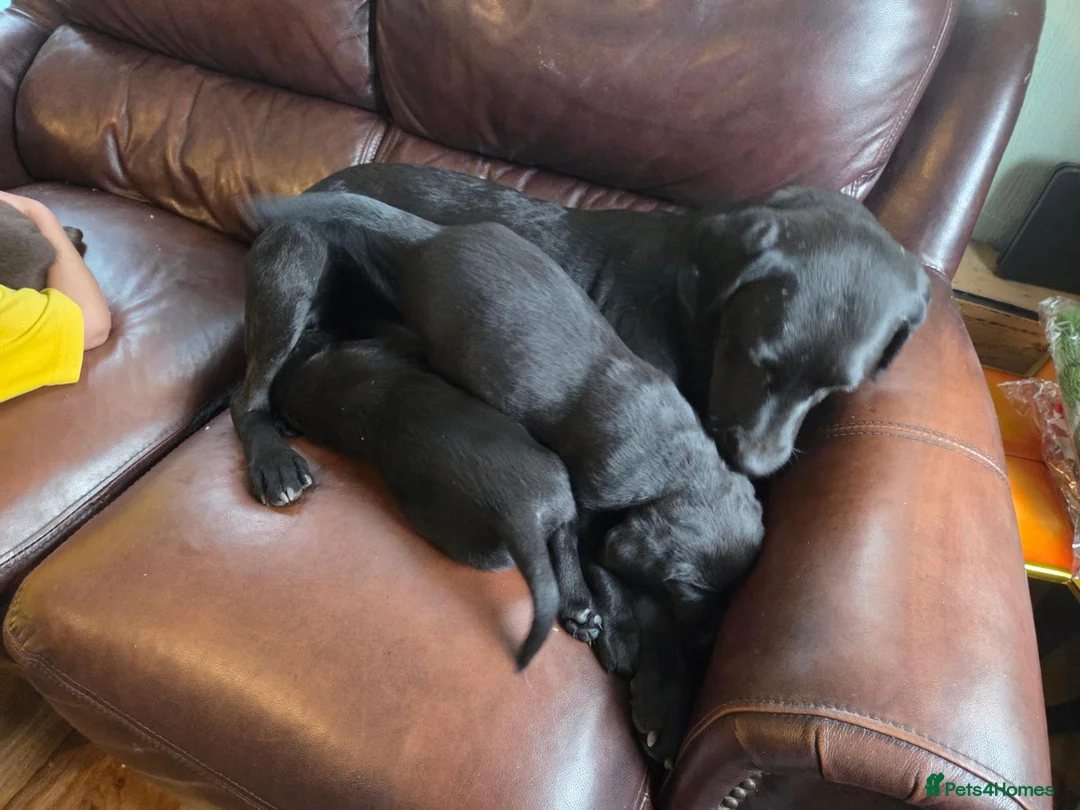 Labrador Retriever dogs for sale: Chocolate and black KC registered labrador pups - Advert 8