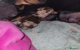 Dachshund dogs for sale: BROWN DAPPLE GIRL  - Image 2