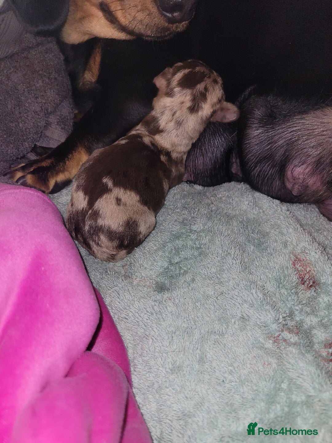 Dachshund dogs for sale: BROWN DAPPLE GIRL  - Image 2