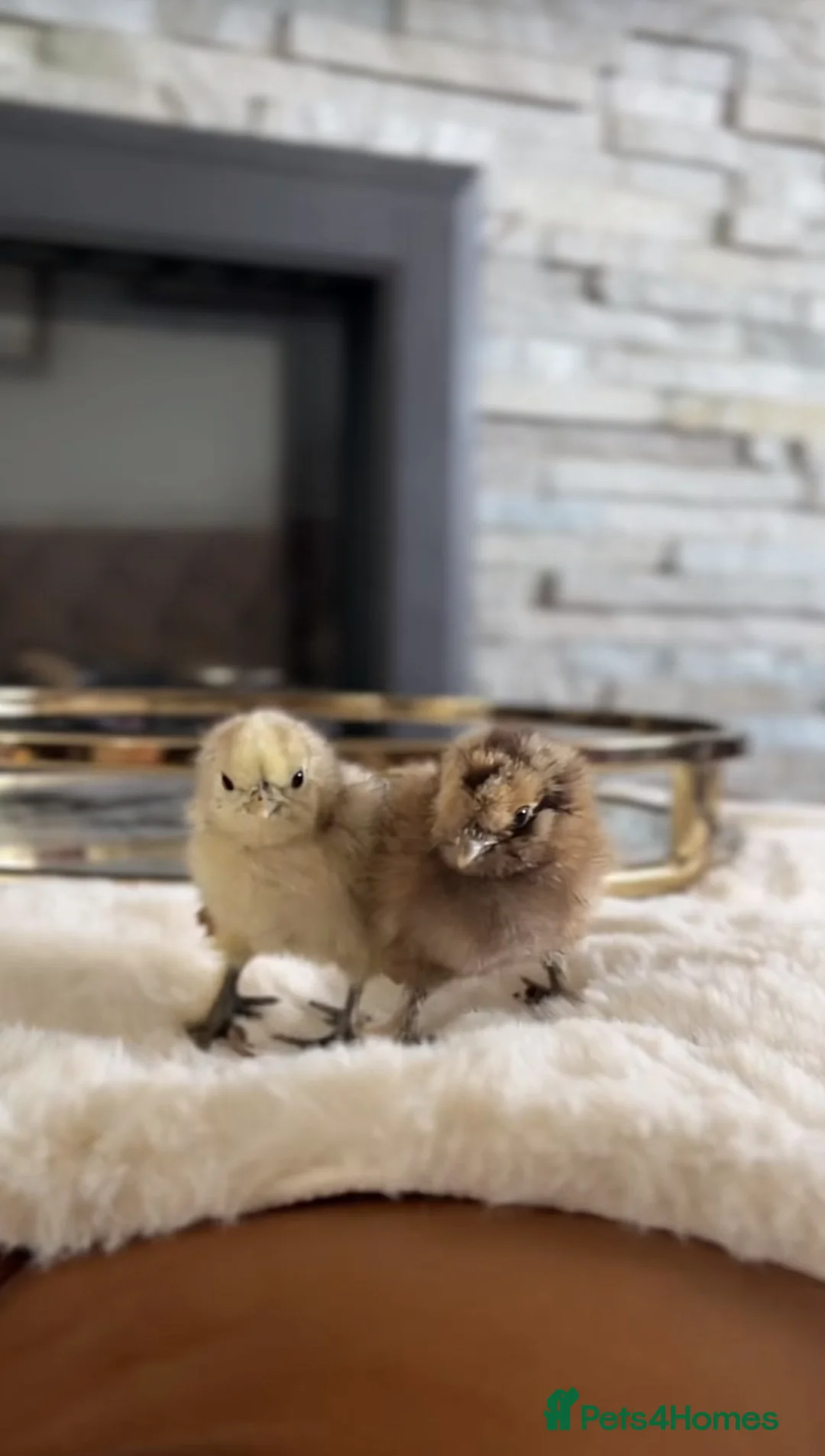 Chickens poultry for sale: Chicks for Sale - Rhode Island Red, Silkies & More in Bicester - Advert 1