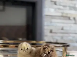 Chickens poultry Chicks for Sale - Rhode Island Red, Silkies & More in Bicester - Advert 14