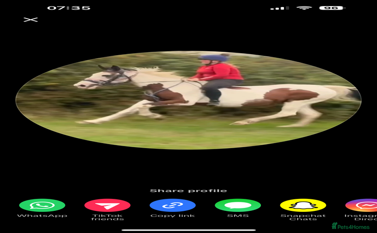 Spanish Sporthorse horses - Advert 1