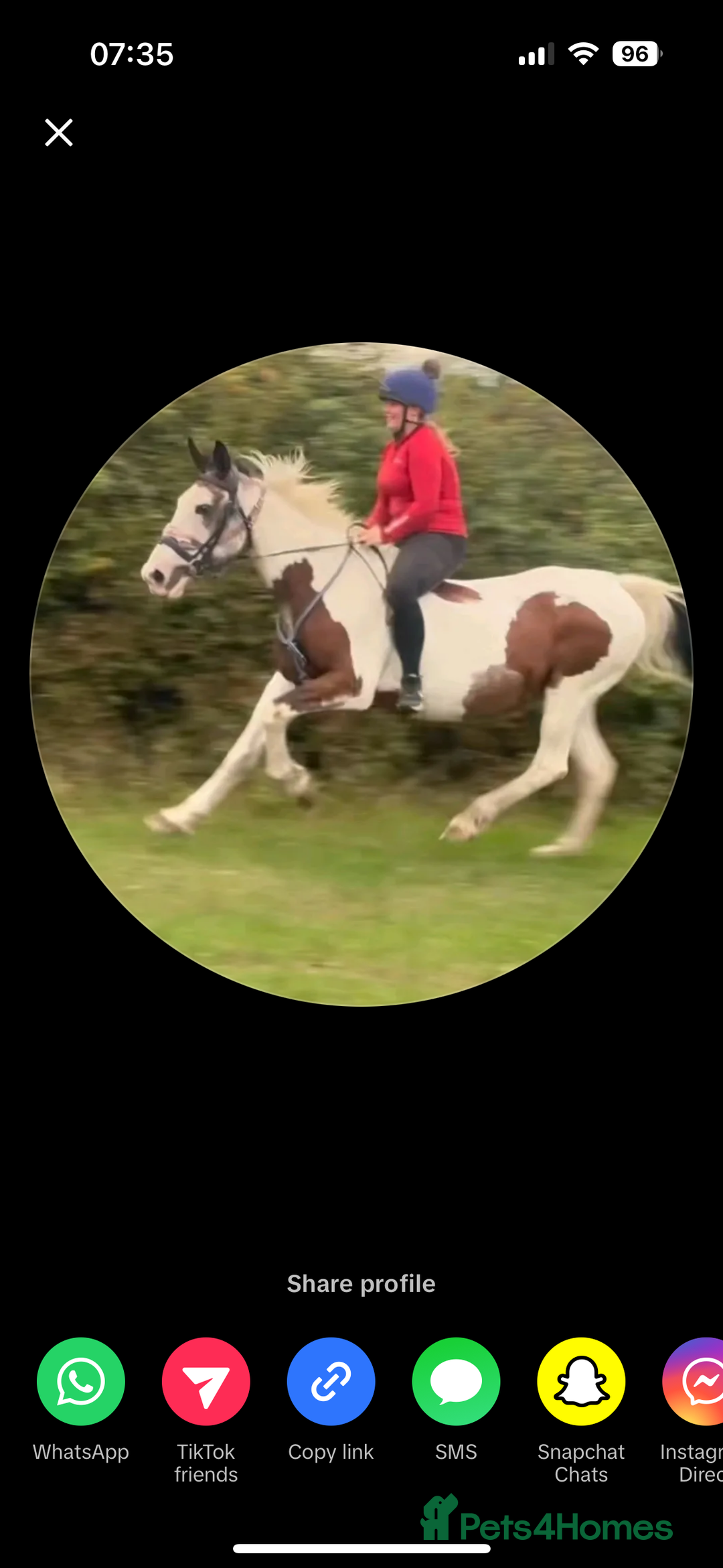 Spanish Sporthorse horses for sale: Super safe mare - Image 1