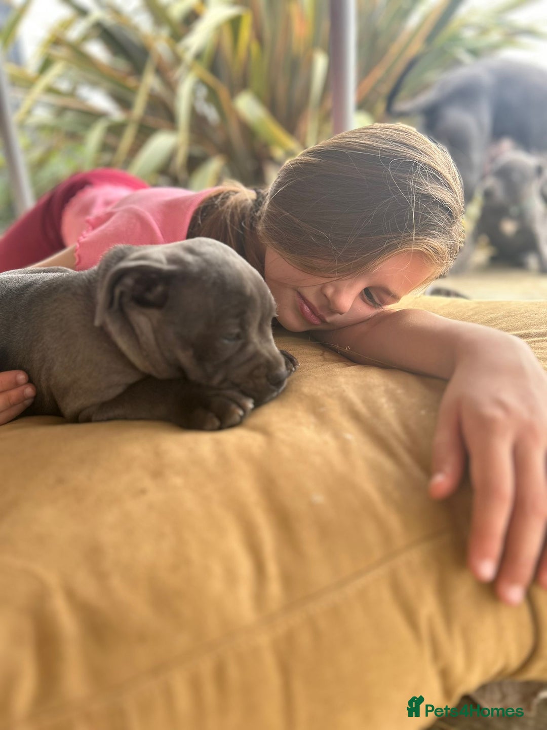 Staffordshire Bull Terrier dogs for sale: Chunky Staffy pups 💕 2 girls left, Ready to leave - Image 5
