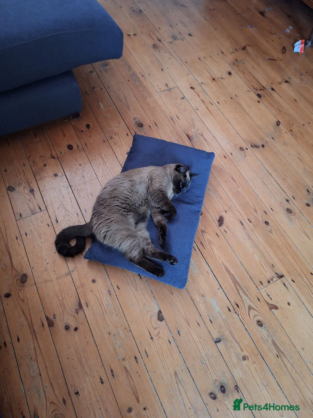 Mixed Breed cats for sale: Miss Coco in Diss - Advert 4
