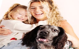 Cocker Spaniel dogs for stud: Stud cocker spaniel - Image 15