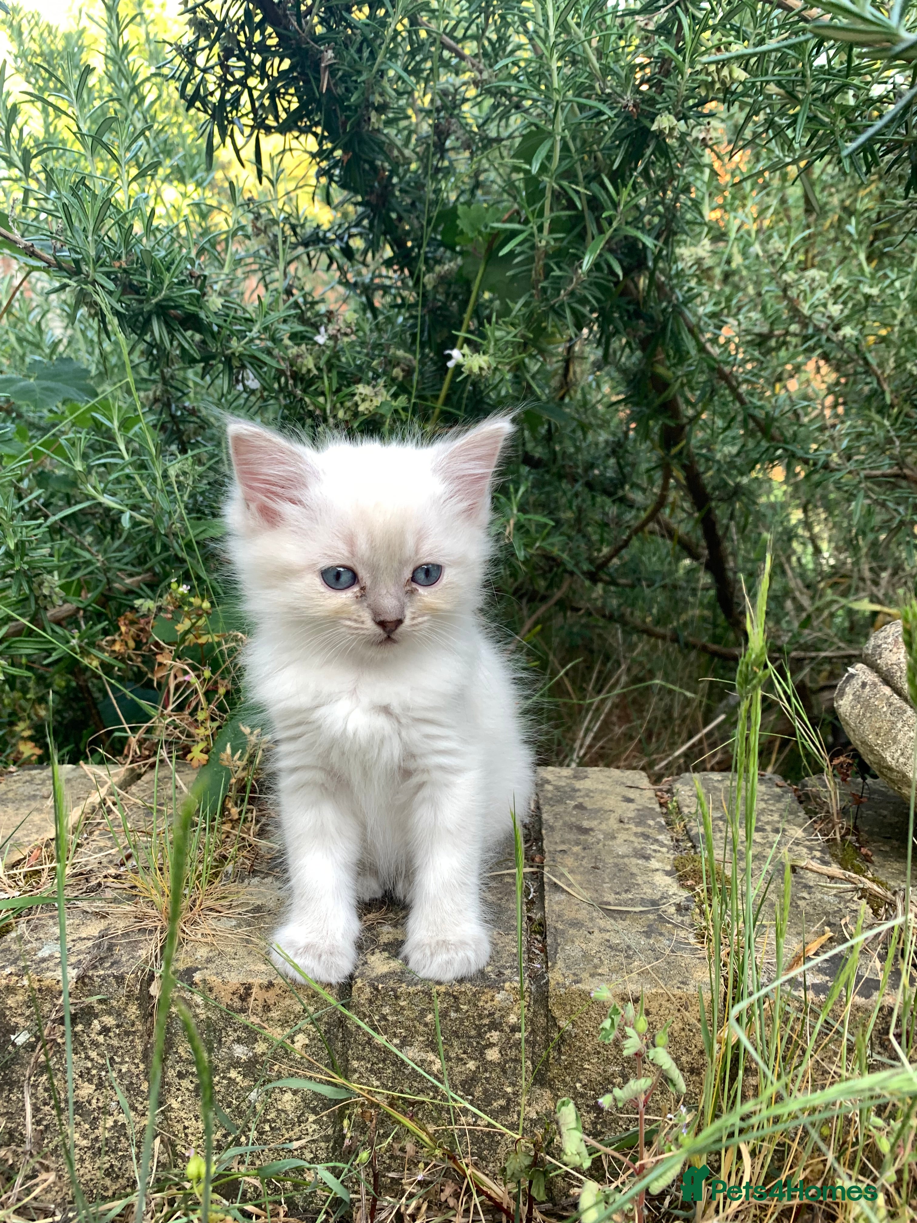 Ragdoll cats Beautiful Ragdoll Kittens  - Advert 2