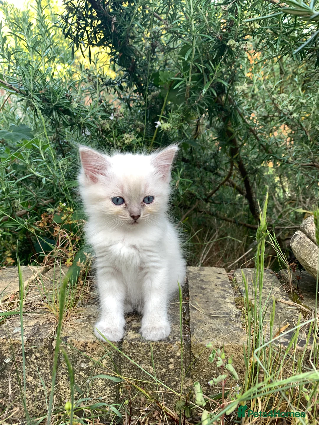 Ragdoll cats for sale: Beautiful Ragdoll Kittens  - Advert 2