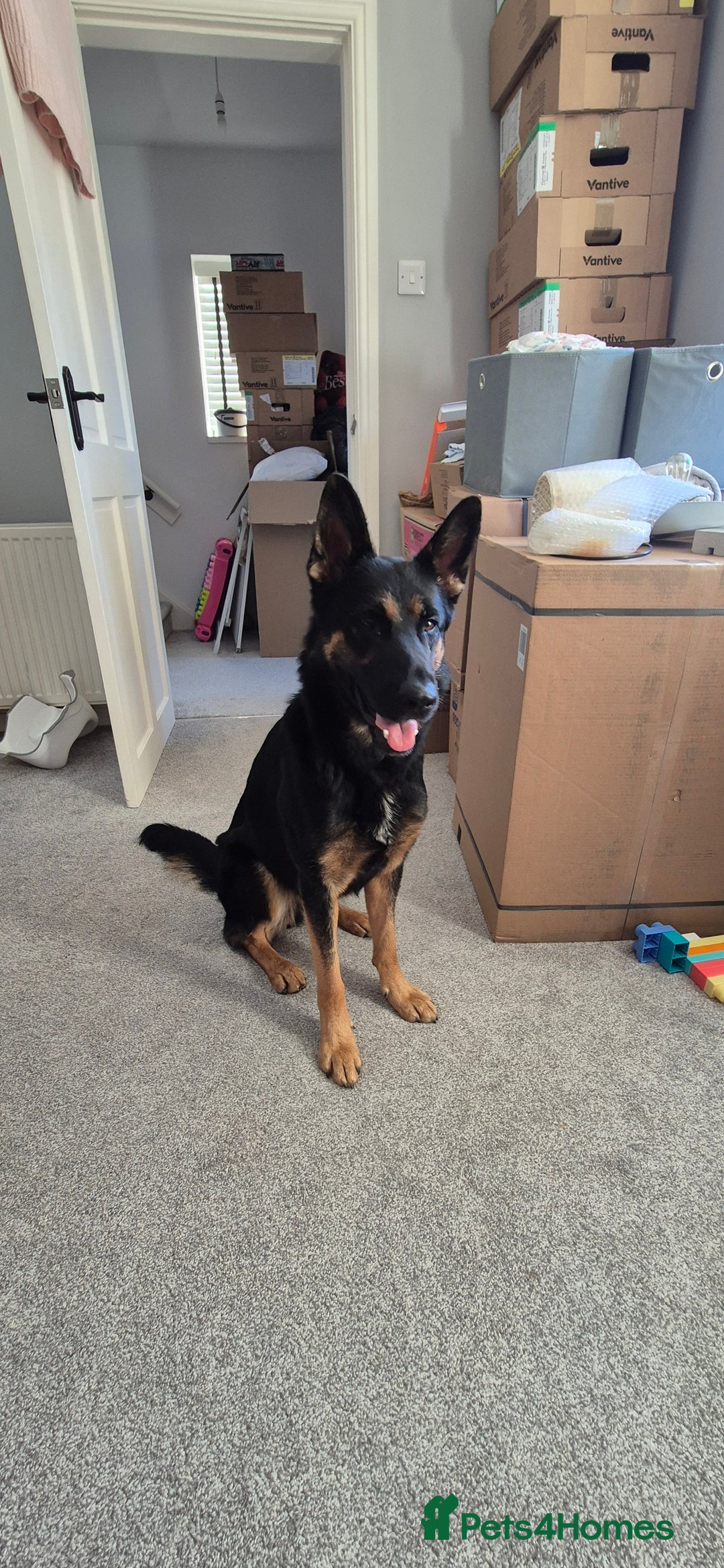 German Shepherd dogs for sale: Beautiful German shepherd girl - Advert 2