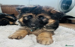 German Shepherd dogs for sale: 🌟READY🌟- KC registered Long Haired GSD pups♥️ - Image 11