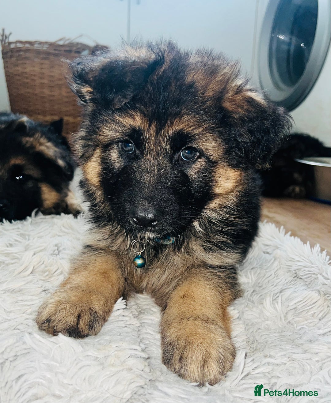 German Shepherd dogs for sale: 🌟READY🌟- KC registered Long Haired GSD pups♥️ - Image 11