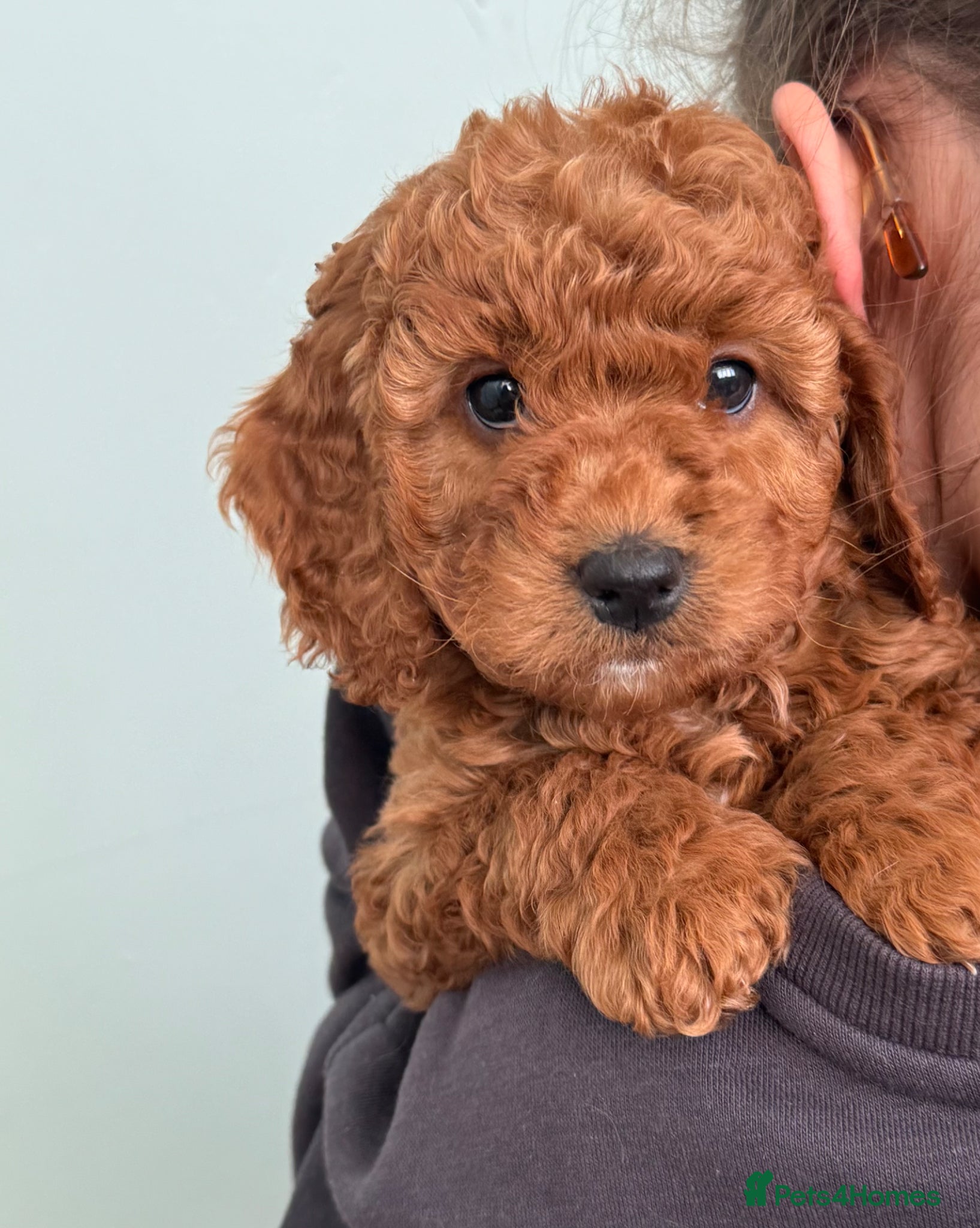 Cockapoo dogs for sale: JUST ONE GIRL REMAINING.STUNNING DARK RED COCKAPOO - Advert 6