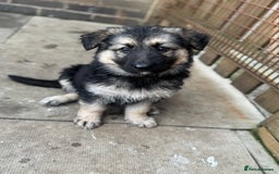 German Shepherd dogs for sale: Stunning top quality German shepherd puppies - Image 1