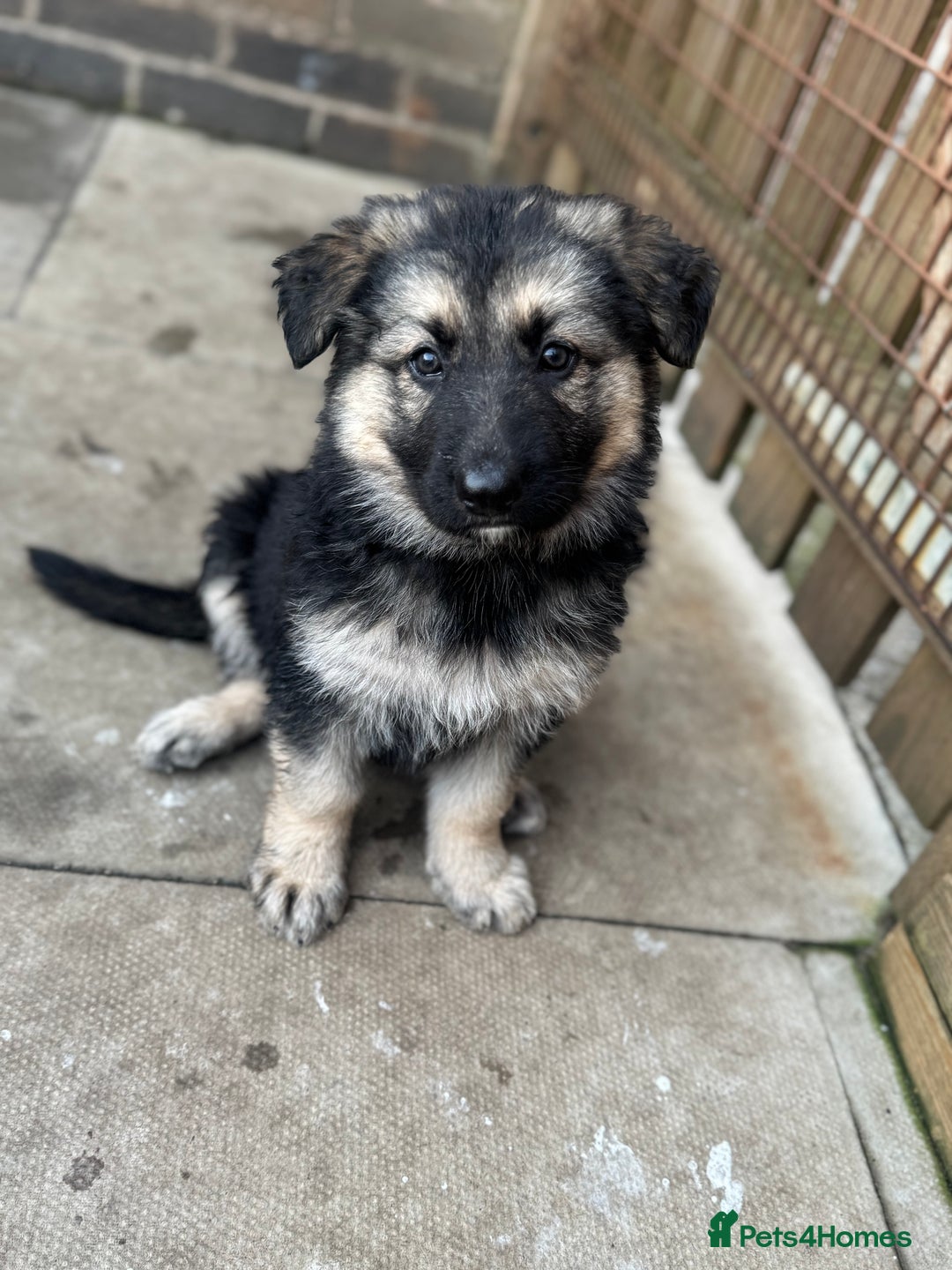 German Shepherd dogs for sale: Stunning top quality German shepherd puppies - Image 1