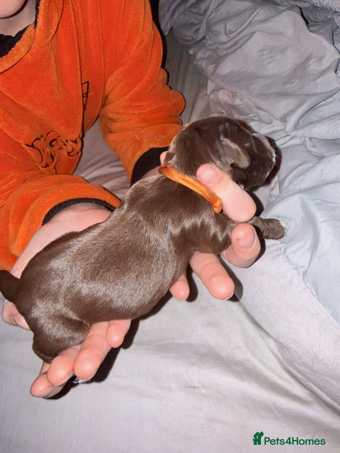 Sprocker dogs for sale: Sprocker Puppies for Sale, Mother Pure Bred Cocker - Advert 7