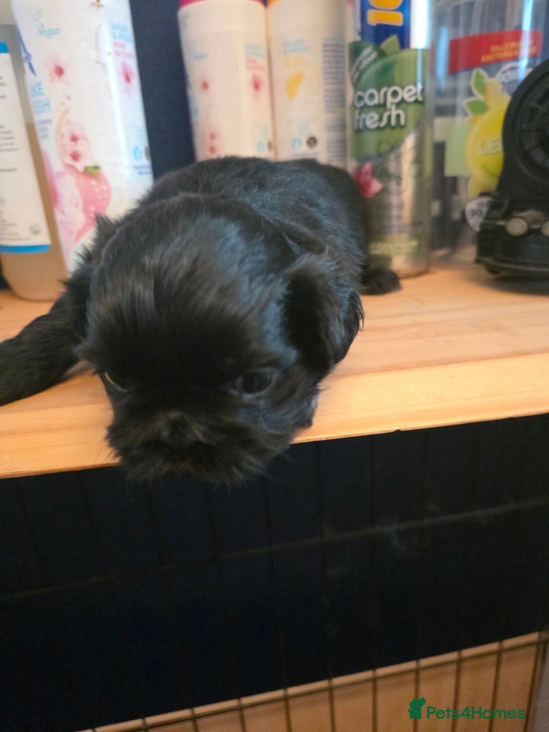 Shih Tzu dogs for sale: Shihtzu puppies - Image 7