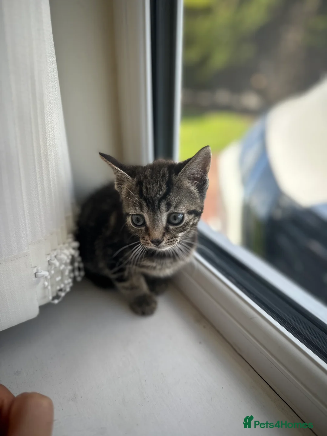 Domestic Shorthair cats for sale: Simba looking for new parents - Advert 4