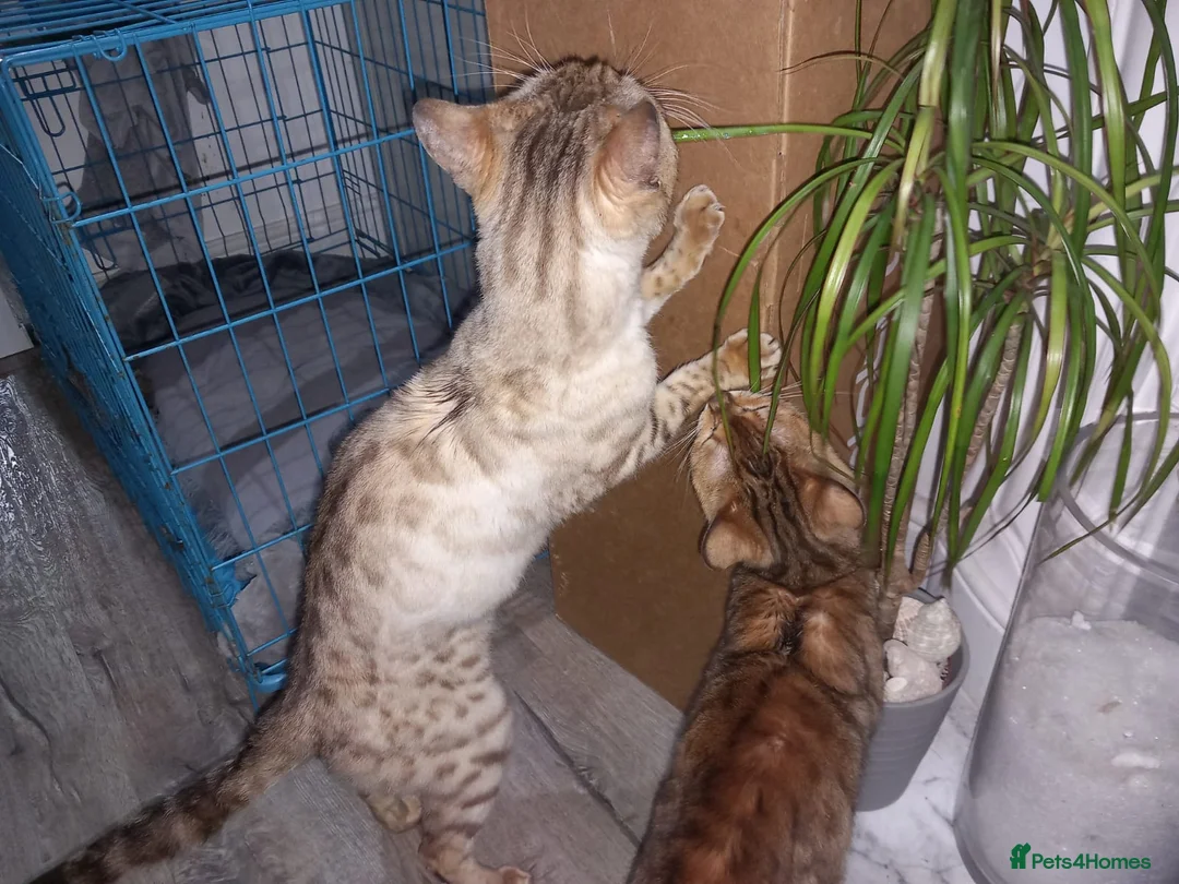 Bengal cats for sale: Bengal snow boy - Advert 1