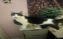 Mixed Breed cats for sale: 2 black kittens for sale. - Advert 13