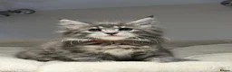 Maine Coon cats for sale: Beautiful TICA Registered Maine Coon Kittens Avail - Advert 25