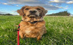 Golden Retriever dogs for sale: Working type golden retriever puppies - Image 8