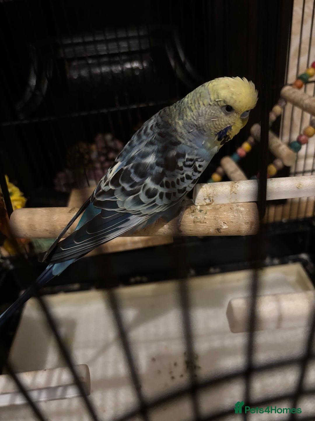 Budgerigars birds for sale: Beautiful Female Budgie  - Image 3