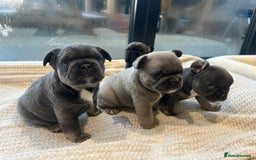 French Bulldog dogs for sale: French bulldog pups  - Advert 8