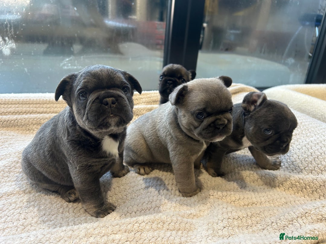 French Bulldog dogs for sale: French bulldog pups  - Advert 8
