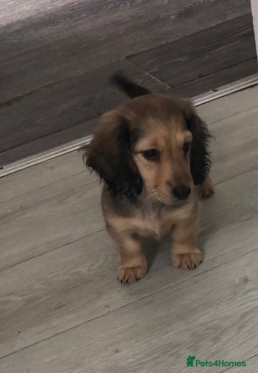 Miniature Dachshund dogs K.C.Reg Miniature Dachshund - Advert 17