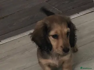 Miniature Dachshund dogs K.C.Reg Miniature Dachshund - Advert 17
