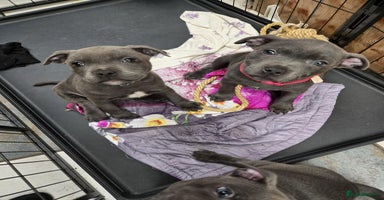 Staffordshire Bull Terrier dogs - Advert 3