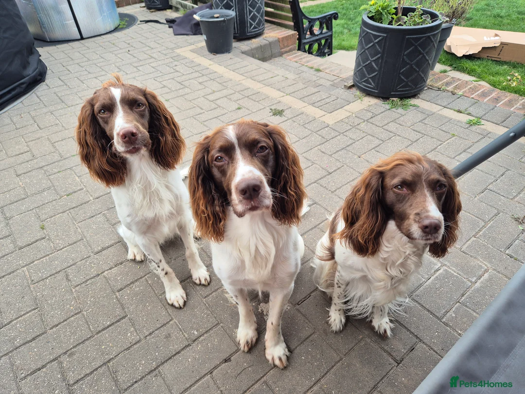 English Springer Spaniel dogs for stud: PROVEN ESS for stud amazing genealogy NOT FOR SALE in Tamworth - Advert 12