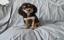 Cocker Spaniel dogs for sale: READY NOW 1/2 show 1/2 working cocker spaniel pups - Image 4