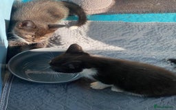 Mixed Breed cats for sale: 2 boys 1 girl left - Image 10