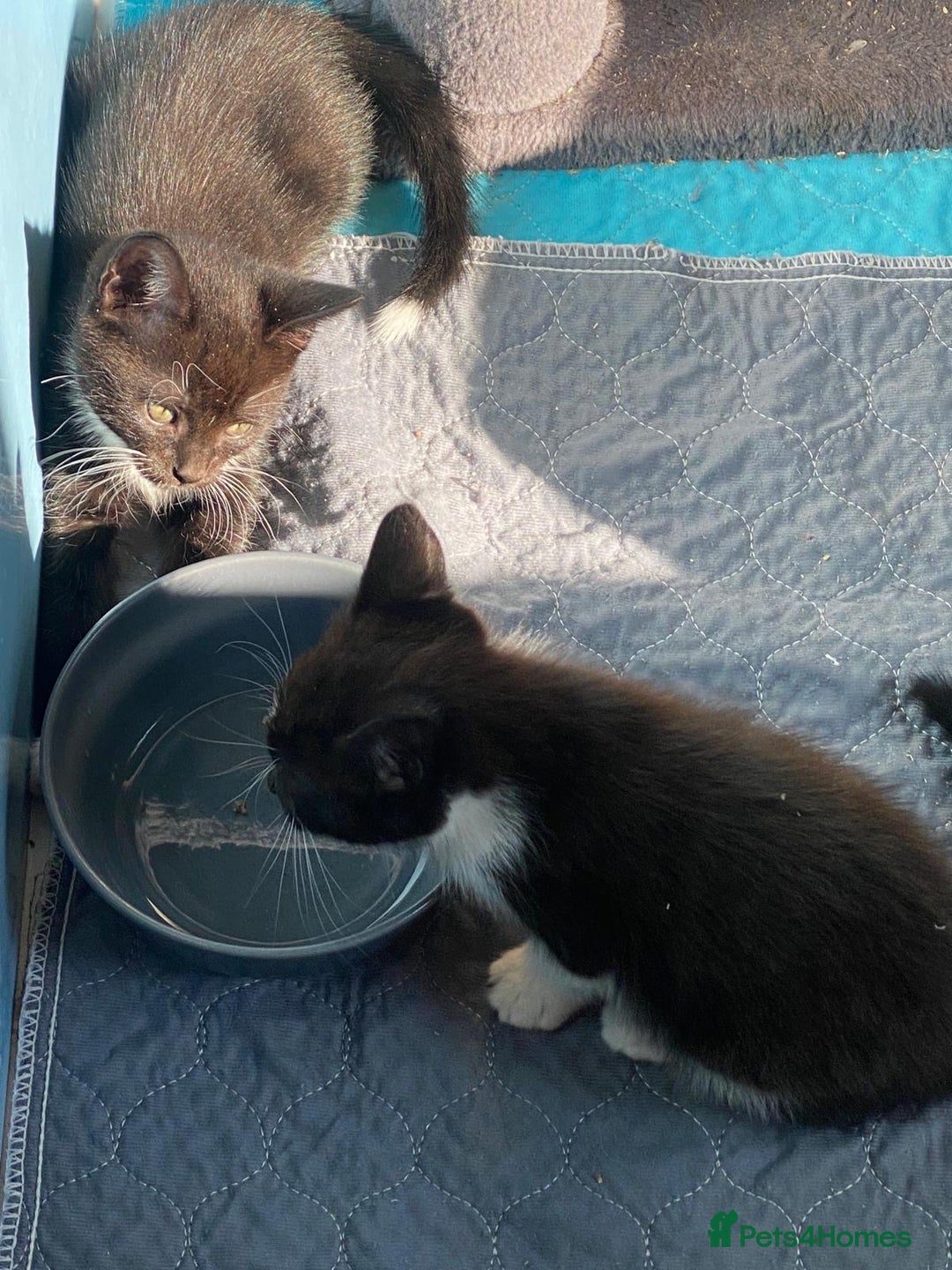 Mixed Breed cats for sale: 2 boys 1 girl left - Image 10