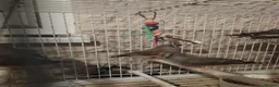 Finches birds for sale: Baby zebra finches  - Advert 3