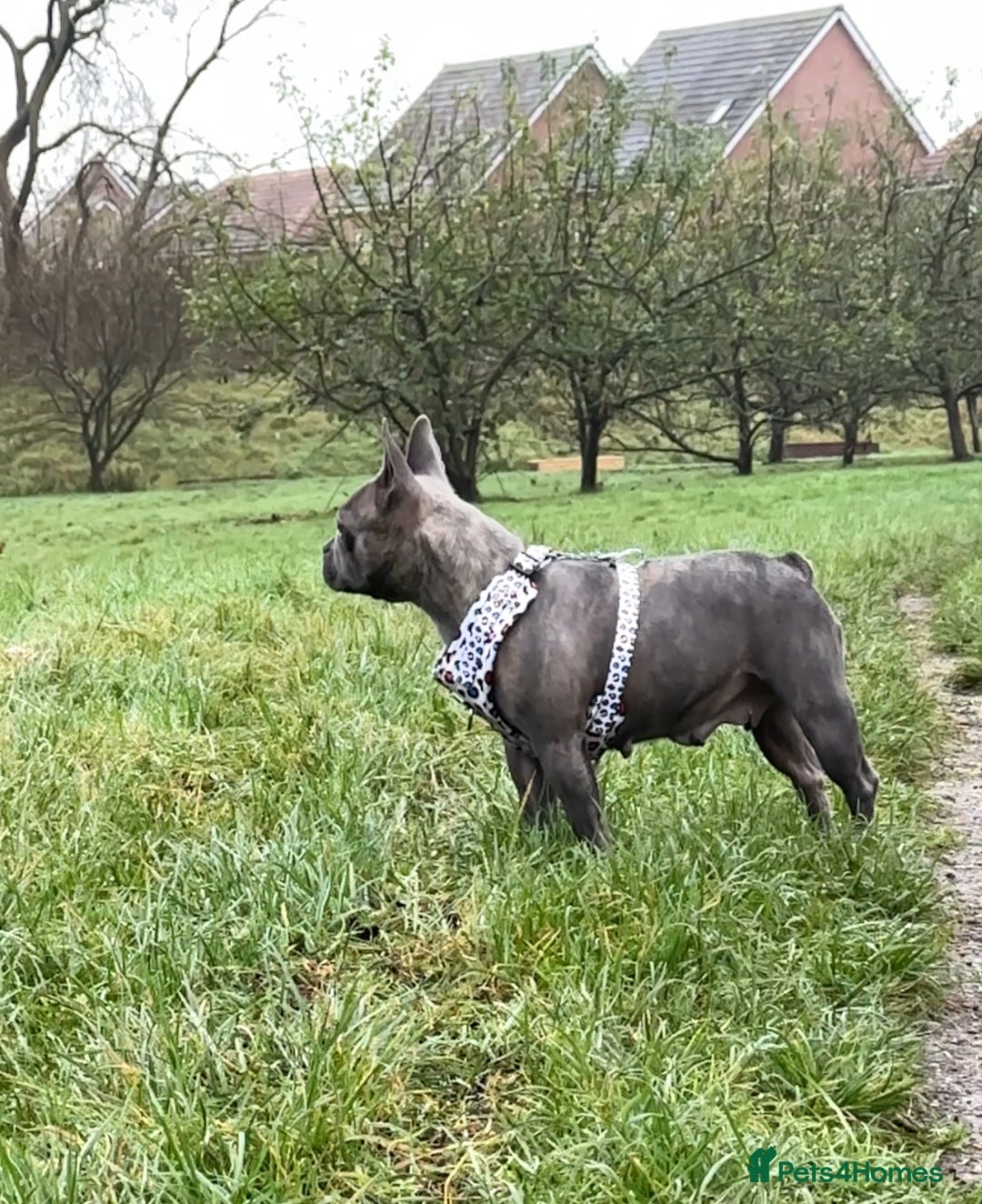 French Bulldog dogs for sale: Dottie & Bow  - Advert 7