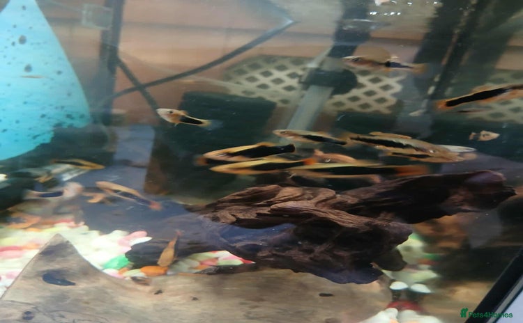 Platies fish - Advert 1