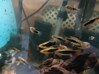 Platies fish for sale - Advert 2