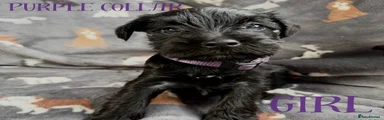 Purple collar