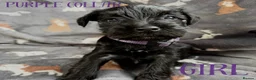 Miniature Schnauzer dogs for sale: Beautiful Miniature Schnauzers  - Advert 7