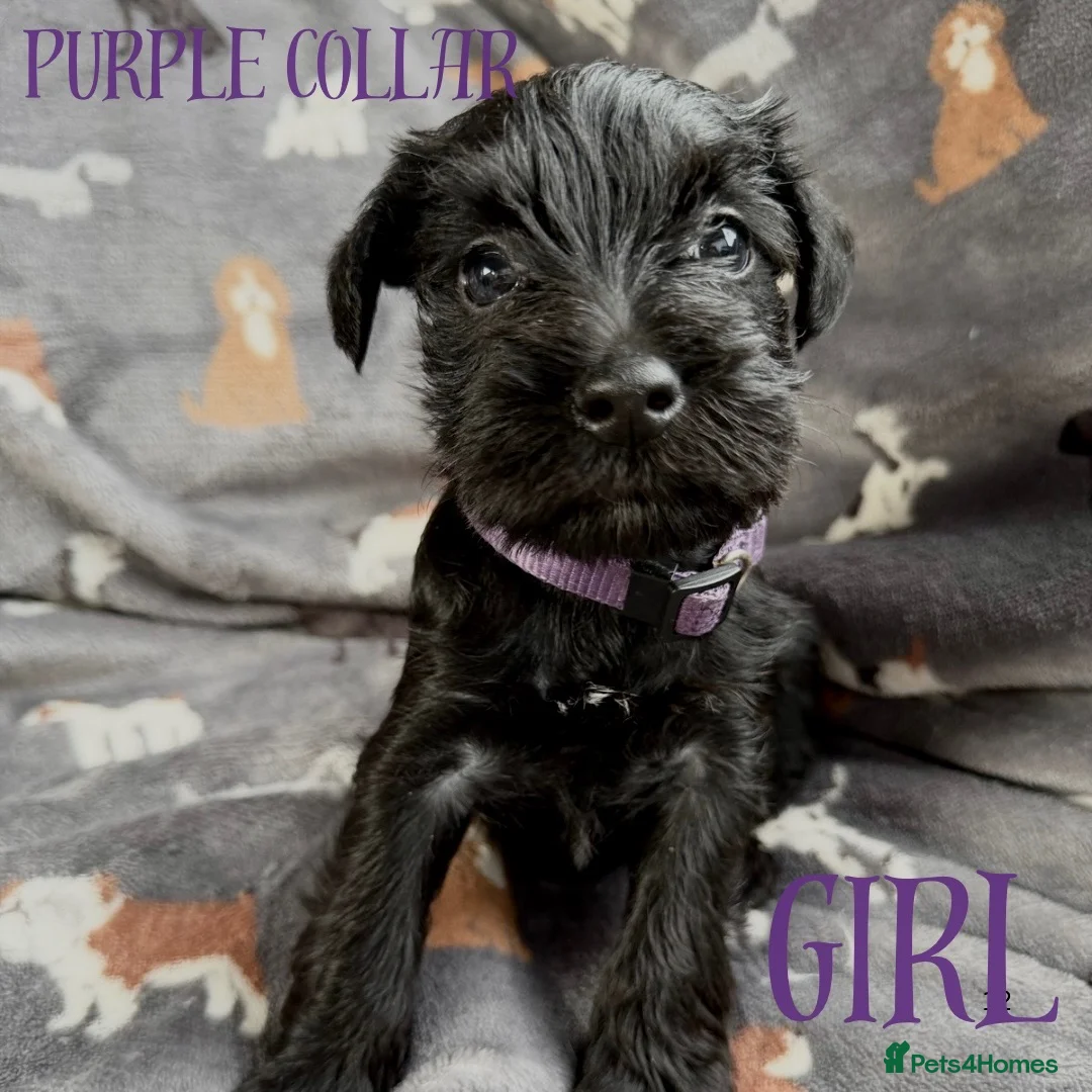 Miniature Schnauzer dogs for sale: Beautiful Miniature Schnauzers  - Advert 7