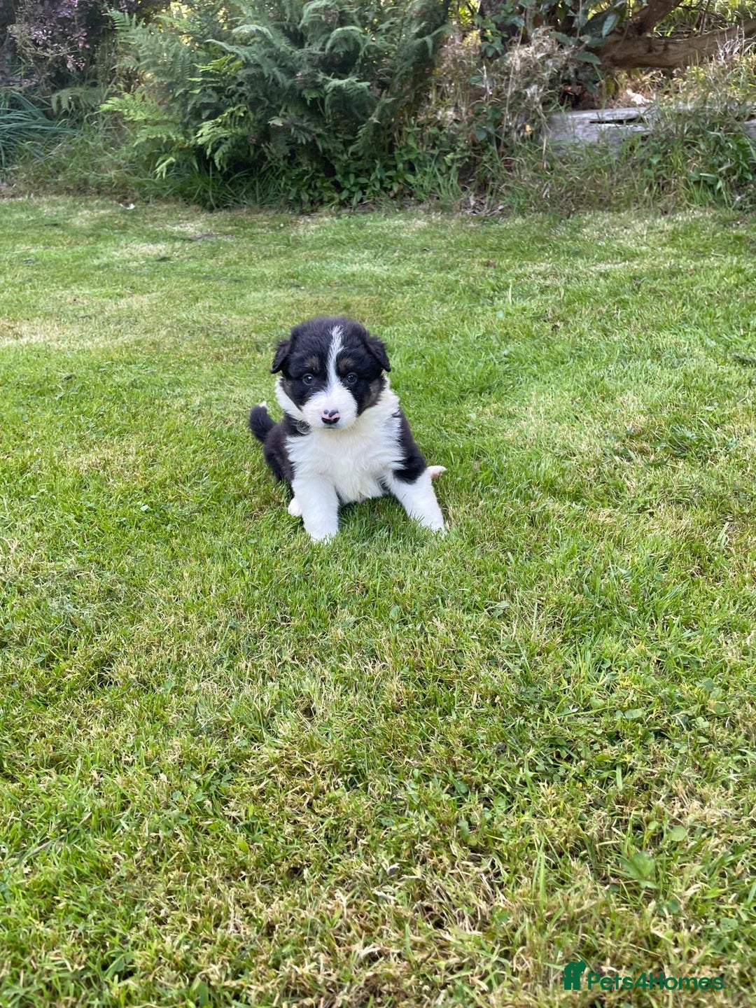 Border Collie dogs for sale: *BORDER COLLIE PUPPIES*⚫️⚪️🟤 - Image 10