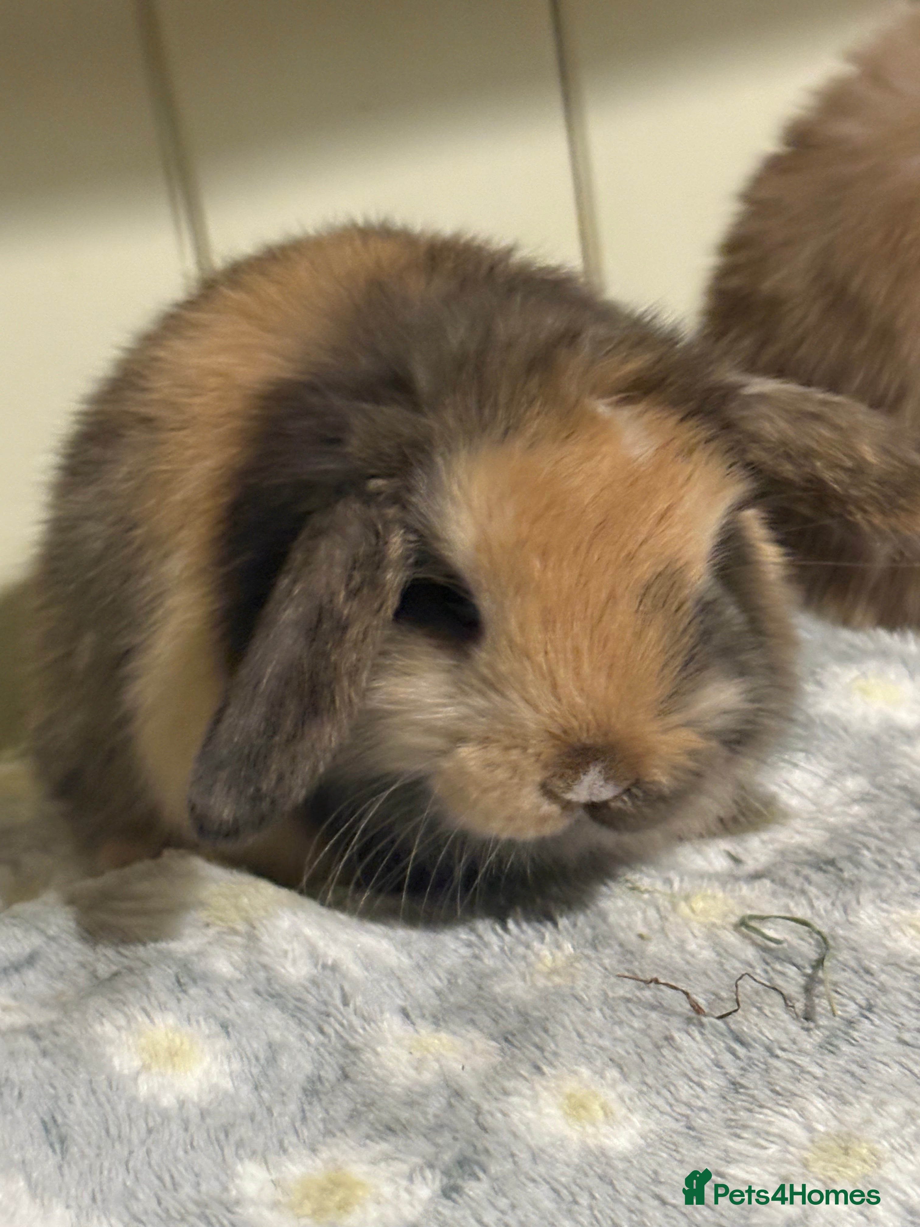 Mini Lop rabbits Vaccinated/raised indoors, mini lops and lion lop  - Advert 17