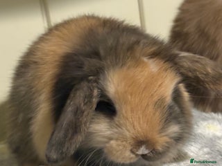 Mini Lop rabbits Vaccinated/raised indoors, mini lops and lion lop - Advert 3