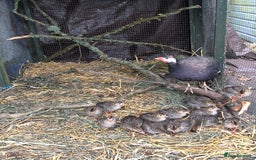 Mixed Breed birds for sale: Guinea Fowl Keets - Image 3