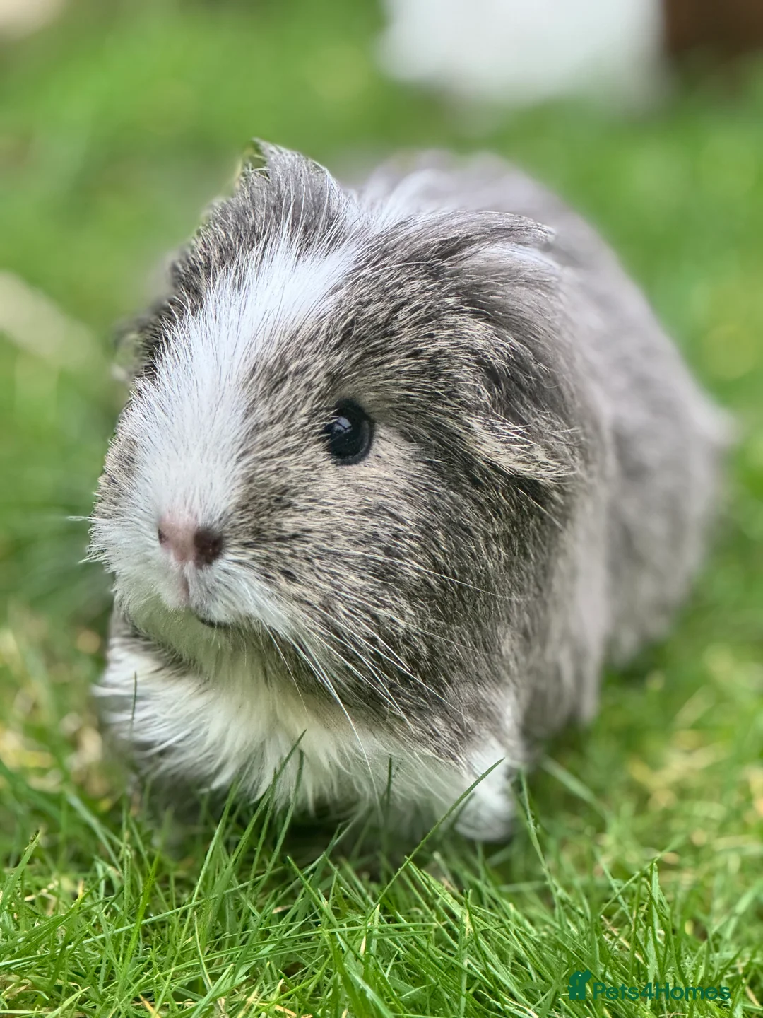 Guinea Pig rodents for sale: 2 Female Guinea Pigs - Advert 2