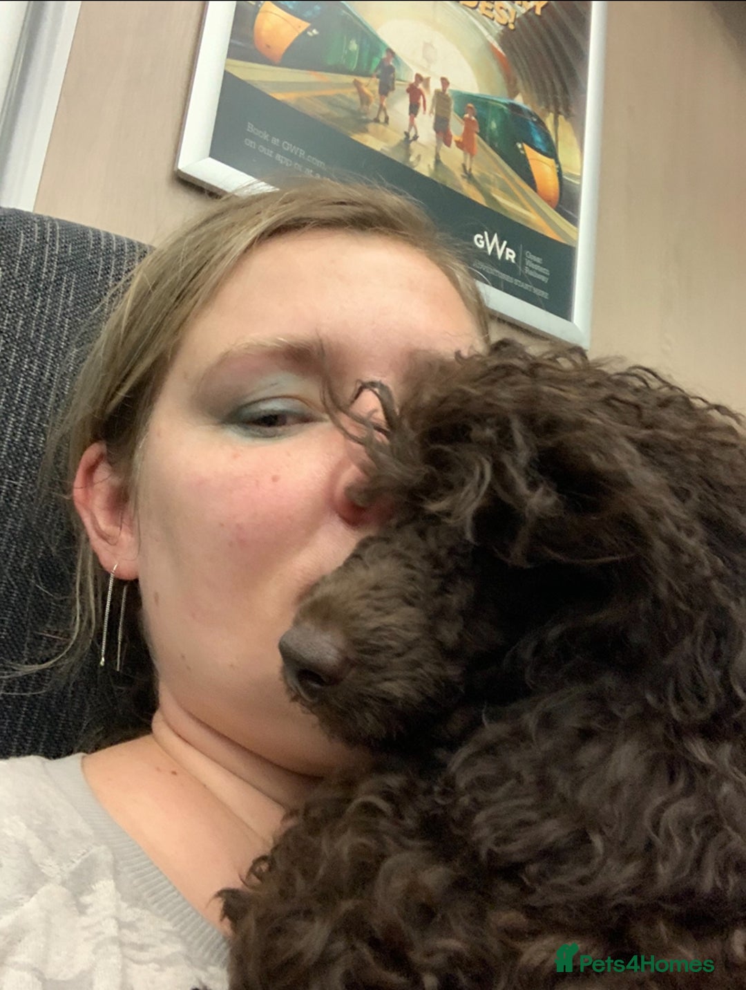 Cavapoo dogs for sale: 🐩 Stunning Chocolate KC Poodle – Lorde– 🐩 - Image 12